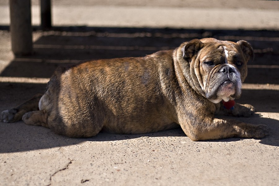 Successful adoption of Sunshine the Bulldog | Norcal ...