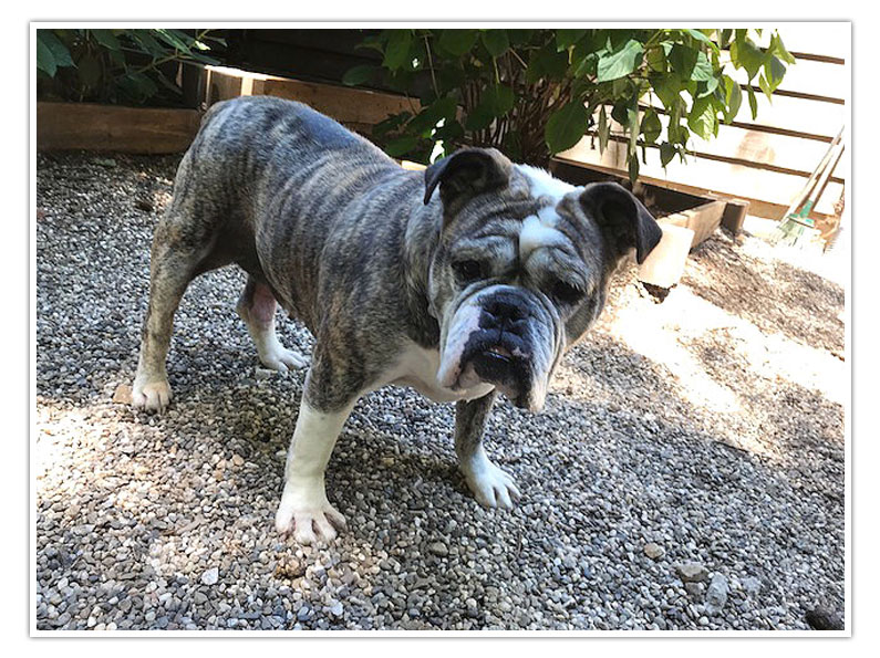 Skinnie Minnie English Bulldog Northern California Bulldog - 