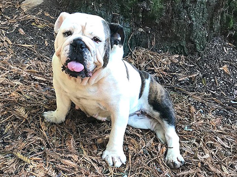 Molly English Bulldog | Northern California Bulldog Rescue