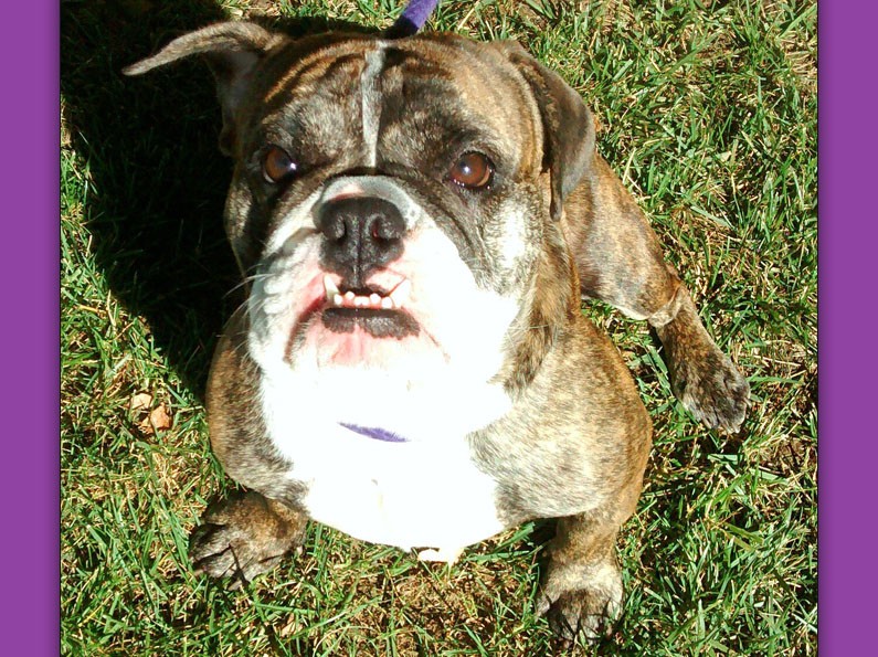 Gertrude English Bulldog | NorCal Bulldog Rescue
