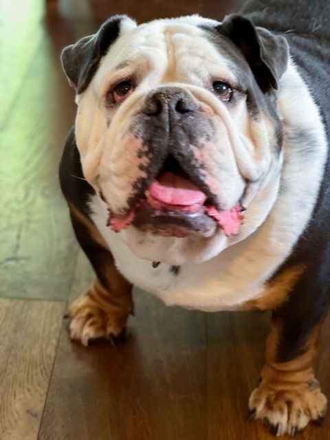 Dudley English Bulldog