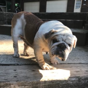 Tinkles - NorCal English Bulldog Rescue