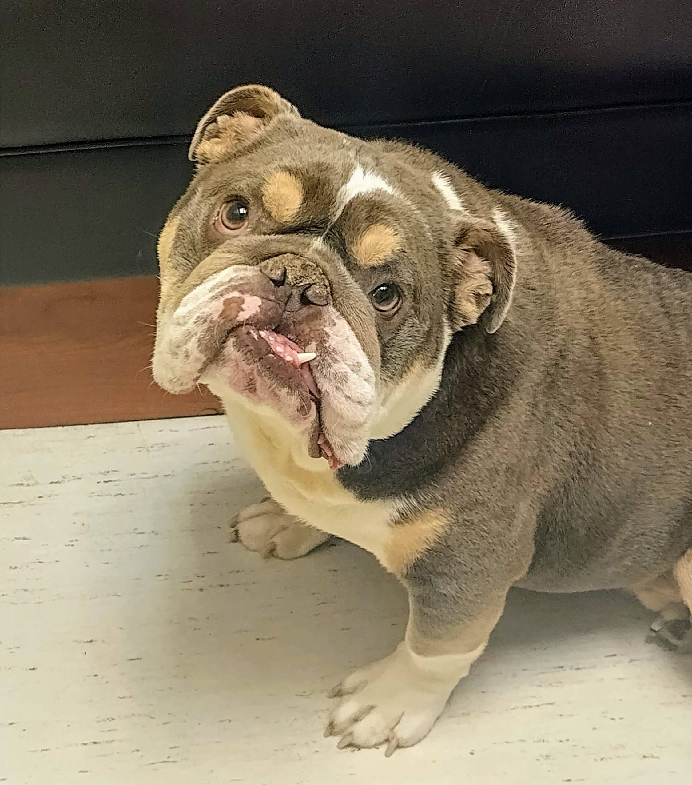 Bentley - Adopted - NorCal English Bulldog Rescue