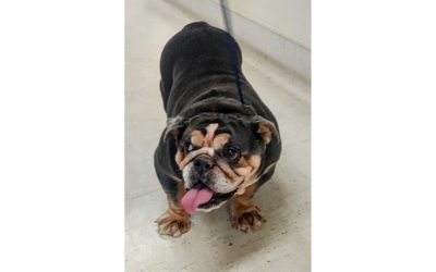 Jelly Roll – Adopted