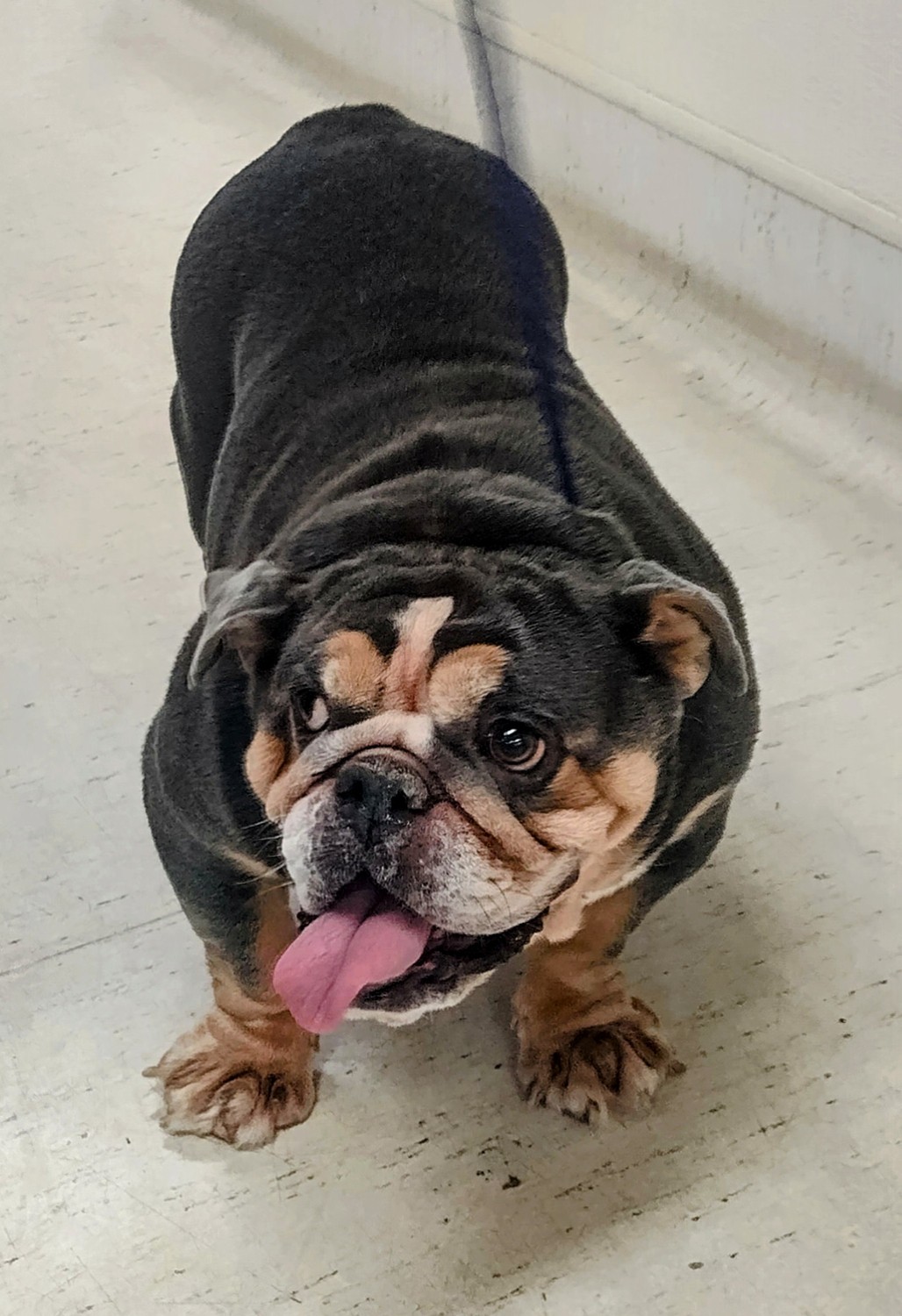 Jelly Roll English Bulldog