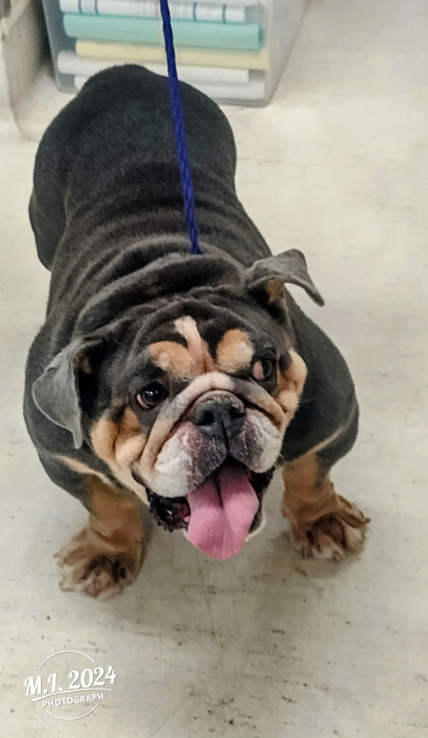 Jelly Roll English Bulldog 2